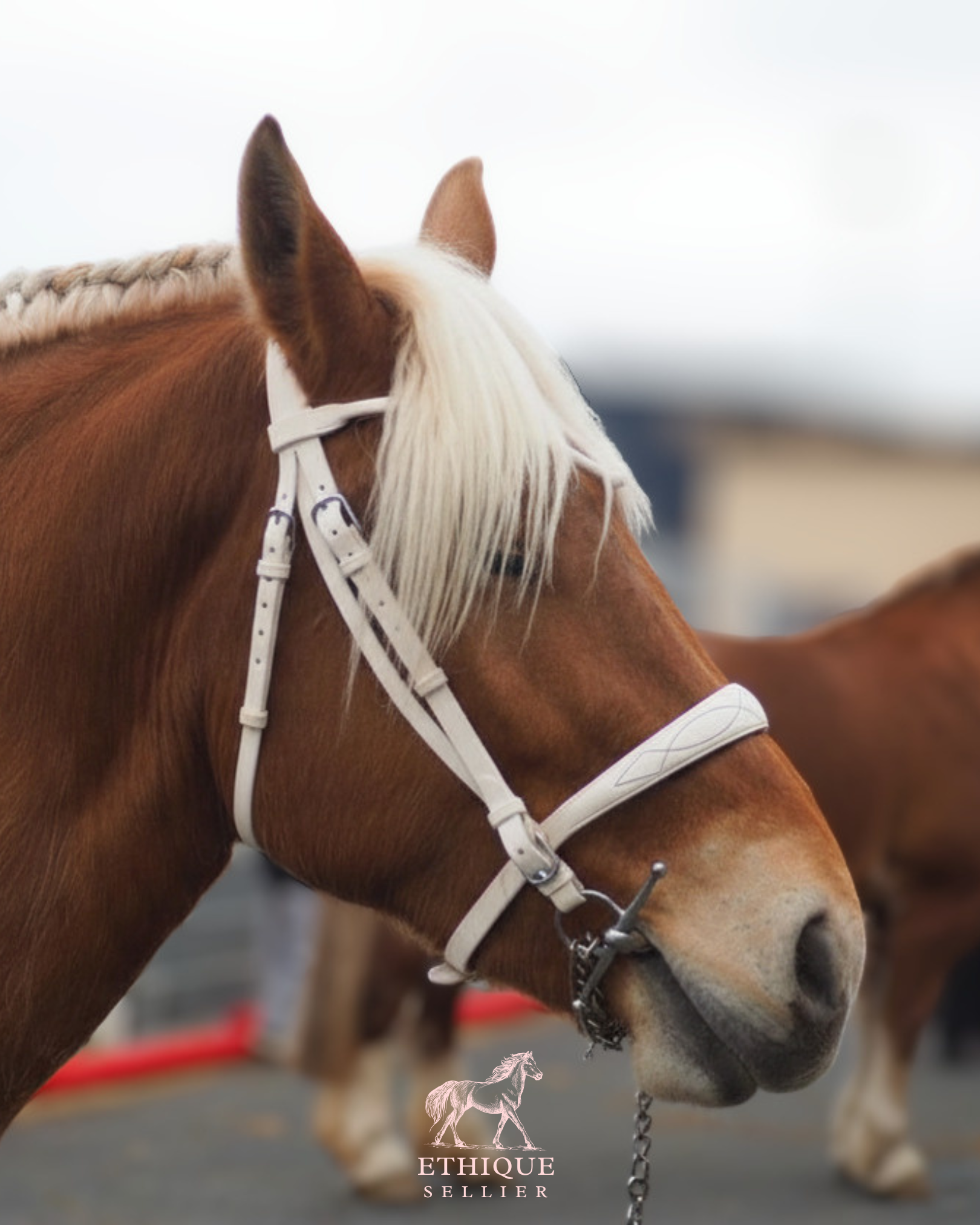 Bridon de présentation
