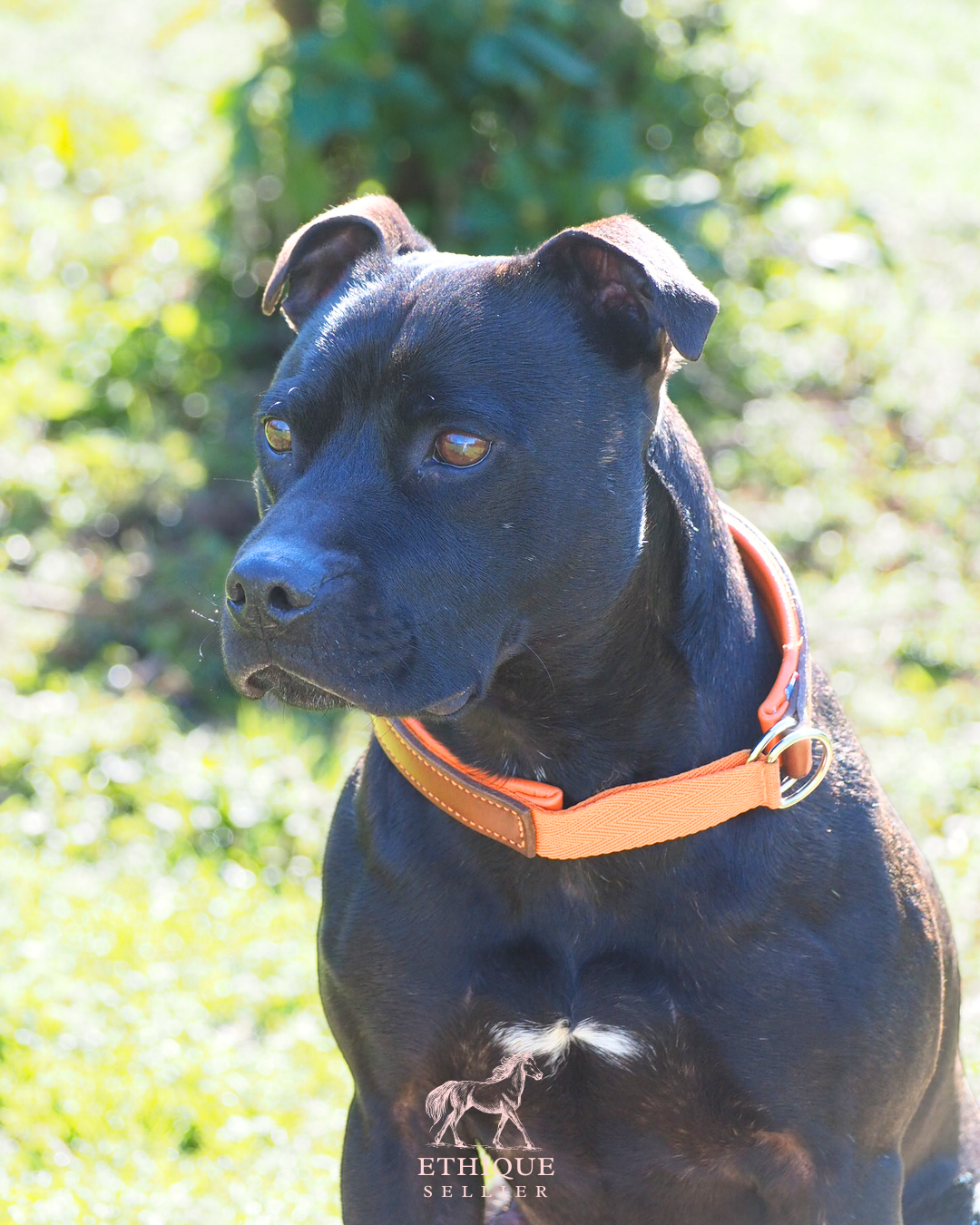 Collier martingale pour chien