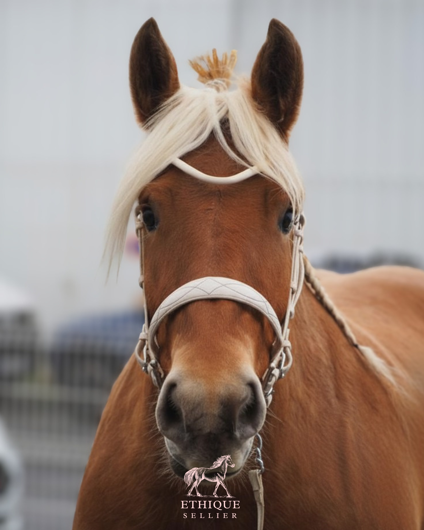 Bridon de présentation