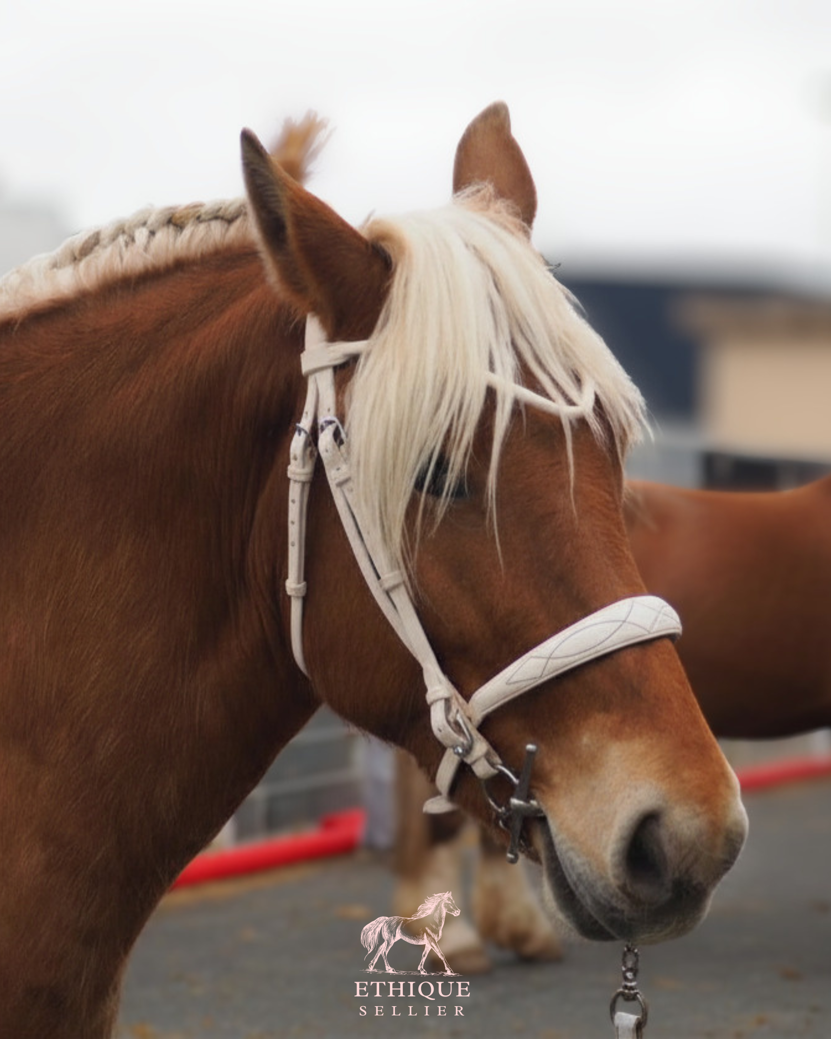 Bridon de présentation