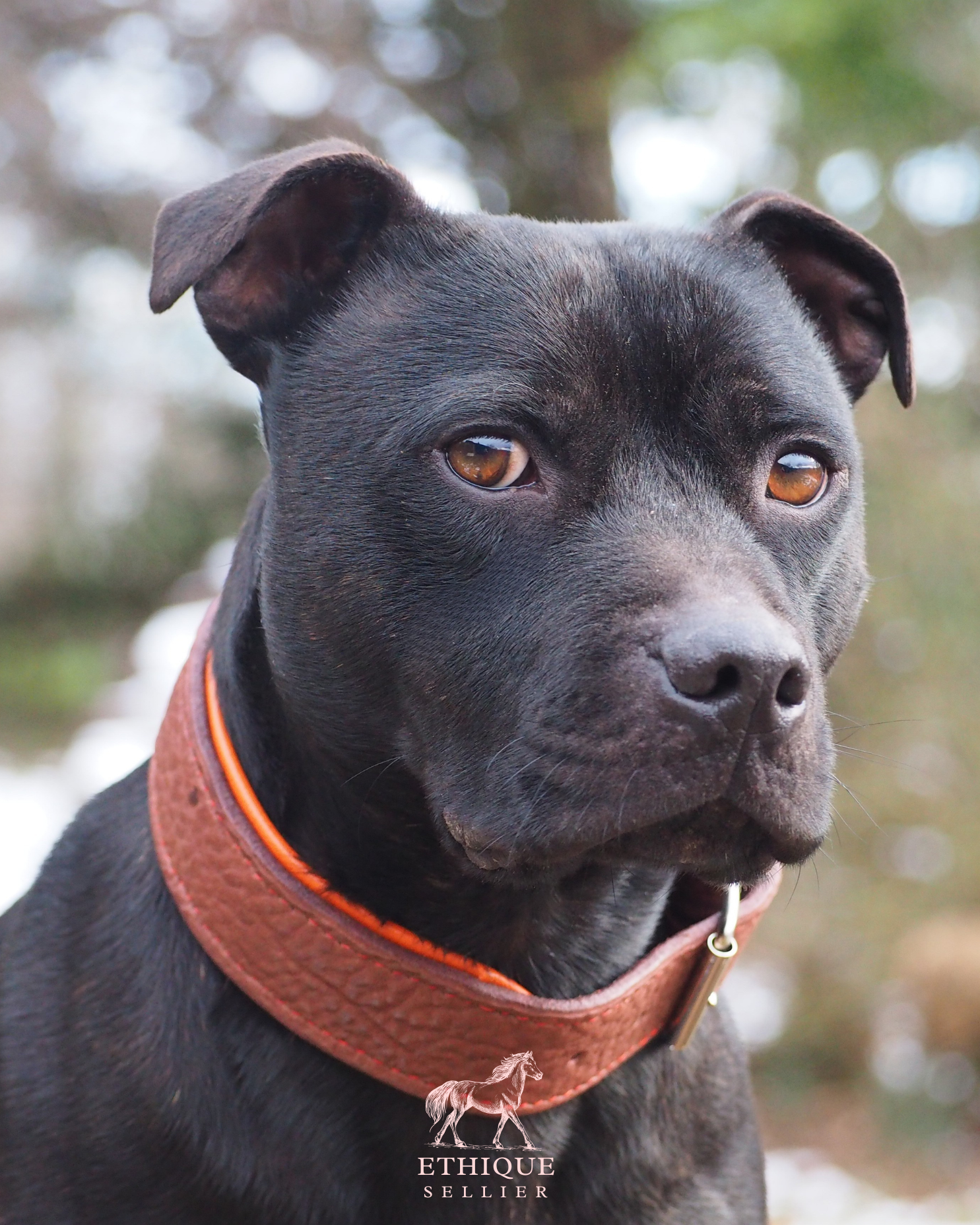 Colliers à boucle / largeur 3 cm